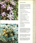 Bernatzky, Aloys Vertaling en bewerking  Willem Iven  ..  Tekeningen  H. Emmerich en H. Bavelaar - Elseviers Tuinboek   .. Geillustreerd  met Circa 600 tekeningen en Foto's