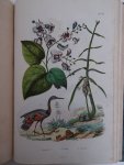d'Orbigny, Charles Dessalines. - Dictionnaire Universel d'Histoire Naturelle, Atlas planche 1-240.