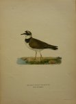 Wright, M. W. und F. von - Charadrius Dubius Curonicus Originele litho uit Svenska fåglar