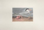 AUDUBON, JOHN JAMES. - CAYENNE TERN. [ plate CCLXXII ]40 From Audubon's THE BIRDS OF AMERICA. [PROOF PRINT}