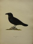 Wright, M. W. und F. von - Corvus Corax Lin. Originele litho uit Svenska fåglar