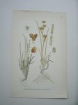 antique print (prent) - Kallgras, scheuchzeria palustris l.