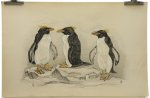 Berend Sluyterman - 3 Penguins Big size old Litho