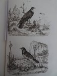 d'Orbigny, Charles Dessalines. - Dictionnaire Universel d'Histoire Naturelle, Atlas planche 1-240.