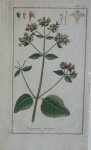 Zorn, J. - Origanum vulgare Tab. 57 Originele handgekleurde kopergravure
