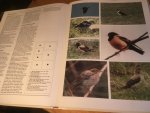 Mitchell & Young - Rare Birds of Britain and Europe - photographic handbook