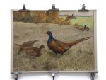 Karl Wagner - Pheasant rooster + hens. - This is an original antique school poster - education card.- 88,5 Cm x 64 Cm = 34,84 inch x 25,19 Inch