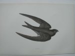 antique bird print. - Swift. Antique bird print. (Gierzwaluw).