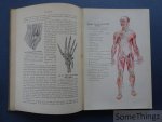 L. S. Meijer. - Het menschelijk lichaam, naar Freys Atlas der Anatomie des Menschen. Met 29 platen in kleurendruk en 70 afbeeldingen in de tekst.