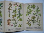 (Schreiber). - Schreibers kleiner Atlas. Pflanzen in Garten und Feld. 16 feine Farbendrucktafeln mit 135 naturgetreuen Abbildungen nebst 32 Seiten erläuterndem Text. (Schreiber). - Schreibers kleiner Atlas. Pflanzen in Garten und Feld. 16 feine Farbendrucktafeln mit 135 naturgetreuen Abbildungen nebst 32 Seiten erläuterndem Text.