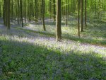  - Bossen van Vlaanderen. Historische ecologie-Davidsfonds
