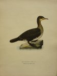 Wright, M. W. und F. von - Phalacrocorax Carbo Lin. Originele litho uit Svenska fåglar