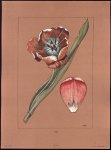 Chris Le Roy - (DECORATIEVE PRENT - LITHO ) TULP