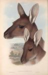 Gould,John. - The Mammals of Australia. Vol. II: Kangaroo.