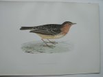 Antique bird print. - Red-throated Pipit. Antique bird print. (Roodkeelpieper).