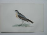 antique print (prent). - Water Pipit. Antique bird print. (Waterpieper).