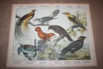  - Antieke kleurenlithografie - Vogels - Raaf - Paradijsvogel - Koekoek e.d