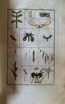 J.C. Philibert - Dictionnaire Abrégé de Botanique, faisant suite aux Exercices de Botanique à l'usage des Commençans