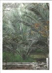 VEILLON, Cyril [Ed.] - The Secret Life of Date Palms.