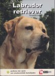 A. Louwrier 101446 - Labrador retriever