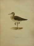 Wright, M. W. und F. von - Totanus Glareola Lin. Originele litho uit Svenska fåglar