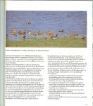 Lebret met illustraties. van Jan van der Kam, en T Libret  Herman Japin , Jos Korenkamp en Oene Moedt - Biesbosch-vogels