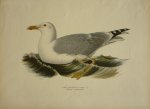 Wright, M. W. und F. von - Larus Argentatus Originele litho uit Svenska fåglar