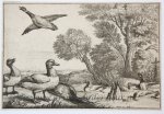 Wenzel Hollar (1606-1677) after Francis Barlow (c.1626-1704) - Antique print, etching | Nine ducks [set: Diversae avium species]/Negen eenden, published 1662, 1 p.