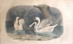 Buffon, G.-L. - Le cygne  Originele litho