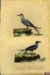 BUFFON et DAUBENTON - Zeezwaluw / Gevlekte zeezwaluw. Uit: Oeuvres complètes de Buffon suivies de ses continuateurs Daubenton, Lacépéde, Cuvier, Duméril, Poiret, lesson et Geoffroy-St-Hillaire