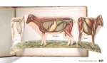 Thierry, Émile - Le mouton et la chèvre. Zoölogie, anatomie et physiologie races bovines, production, exploitation, hygiène et maladies. Troisième édition.