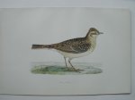 antique bird print. - Sky Lark. Antique bird print. (Veldleeuwerik).