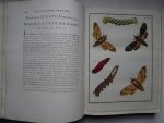 Engramelle, M.D.J.. - Papillons d'Europe, peints d'après nature par M. Ernst.