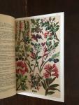 Schroter, L. (ills.) and Schroter, C. - Flore Coloriee portative du touriste dans les Alpes 207 fleurs coloriees des Alpes et 10 en noir