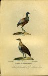 BUFFON et DAUBENTON - Trompetvogel / Grashoen. Uit: Oeuvres complètes de Buffon suivies de ses continuateurs Daubenton, Lacépéde, Cuvier, Duméril, Poiret, lesson et Geoffroy-St-Hillaire