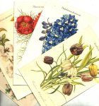  - 5-tal ansichtkaarten met BLOEMEN, waaronder KIEVITSBLOEM