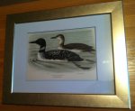 Koekkoek MA (kunstenaar) - Prent van IJsduiker uit Ornithologia Neerlandica