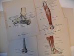 Pront G. en F. van der Torren - BEEN EN VOET~ Beenderen, banden en spieren Anatomische studie's ten gebruike van voetverzorgers Pront G. en F. van der Torren - BEEN EN VOET~ Beenderen, banden en spieren Anatomische studie's ten gebruike van voetverzorgers
