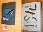 Plehn, Marianne - Die Fische des Meeres und der Binnengewasser. 26 farbige und 10 schwarze Tafeln mit 195 Abbildungen und 200 Seiten Text mit 123 Abbildungen