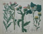 antique print (prent). - Haverdistel, doornstekel, wegdistel, viltige klit, distel.