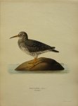 Wright, M. W. und F. von - Tringa Maritima Brünnich Originele litho uit Svenska fåglar