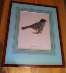 Lönnberg, E & W von Wright - Prent van Taigagaai uit Svenska Fäglar - in fraaie lijst achter glas