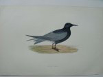 antique print (prent) - Black Tern. Bird print. (Zwarte stern).
