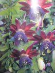 Vanderplank, John - Passiebloemen