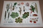 - Antieke kleuren lithografie - Plantenziekten - circa 1905 - Antieke kleuren lithografie - Plantenziekten - circa 1905