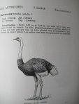 R.D. Etchécopar - F. Huë - Les Oiseaux du Nord de l' Afrique de la Mer Rouge aux Canaries