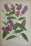 Pannemaeker, P. de - Originele chromolitho  Hardenbergia monophylla