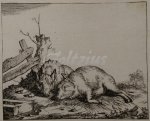 BYE, MARCUS DE, - Two pigs near a fence
