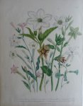 Loudon, Jane Webb - The Ladies' Flower Garden Originele litho Pl 45