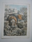 antique print (prent) - Een Afrikaansche olifanten familie.